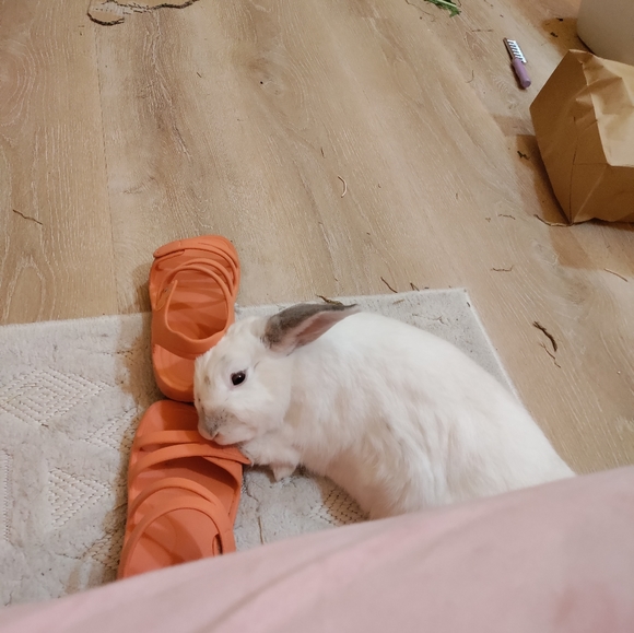 Meet your Posher, Emma - Picture 6 of 9